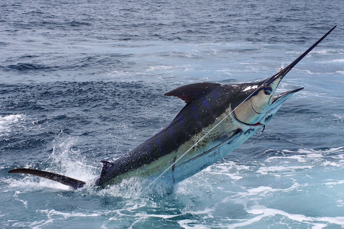 image-of-blue-marlin