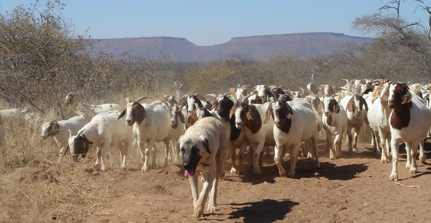 Kangal And Flock Of Goats In Namibia
