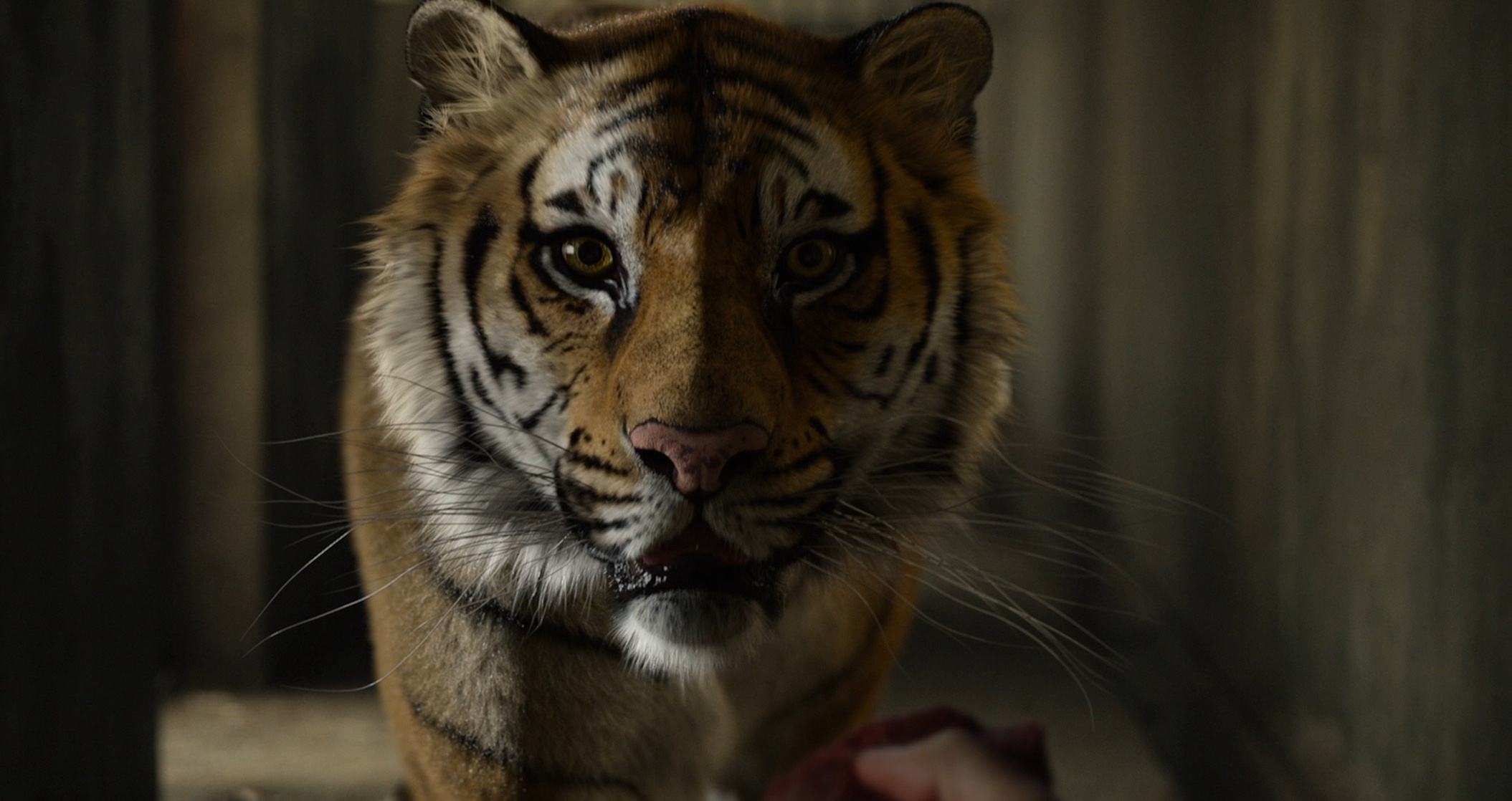 Life of Pi