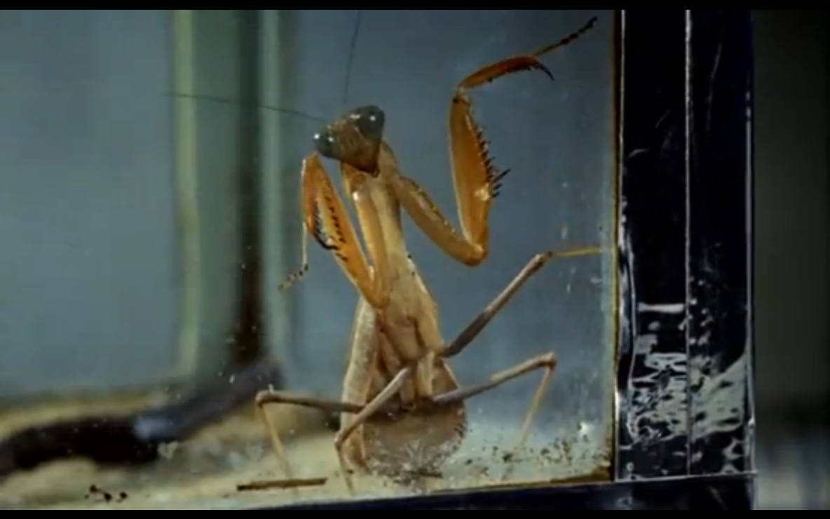 Picture of Wonderwall (1968)