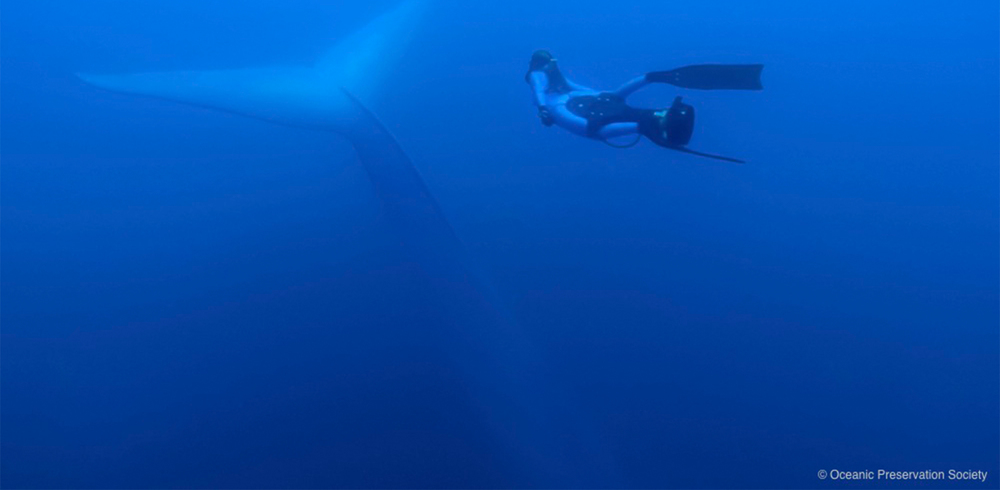 Racing Extinction