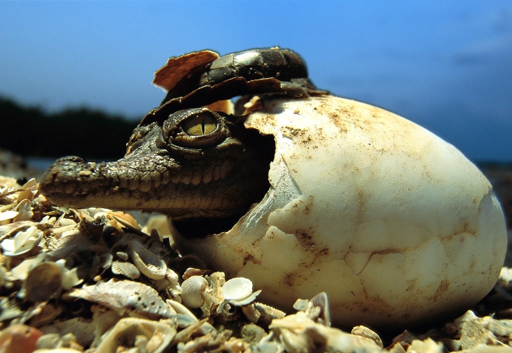 Crocodile hatching from its egg