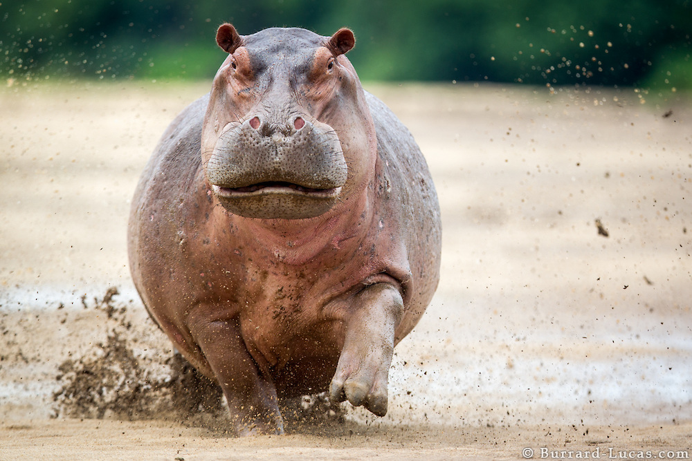 Hippo running