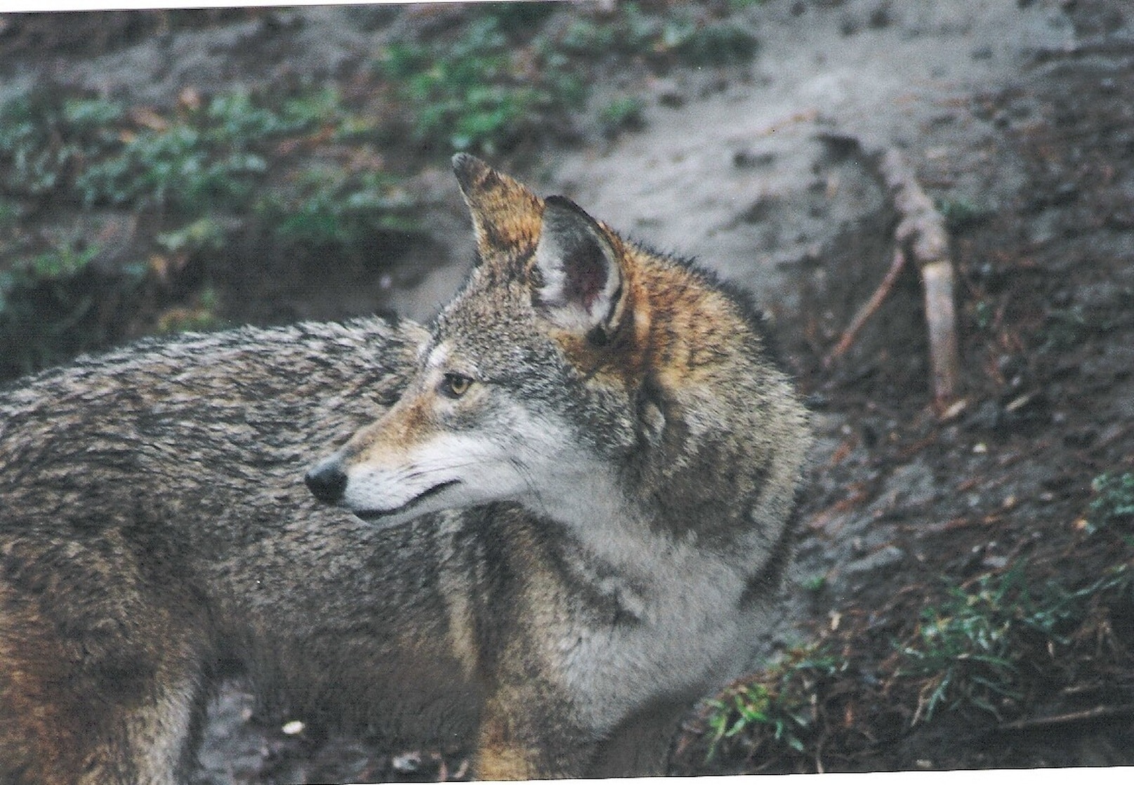 Eastern Coyote