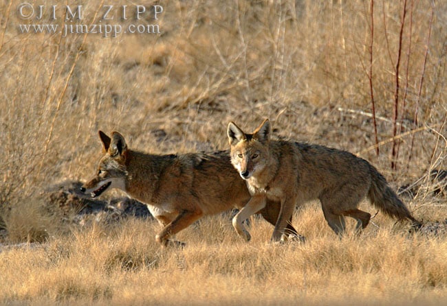 Western Coyotes