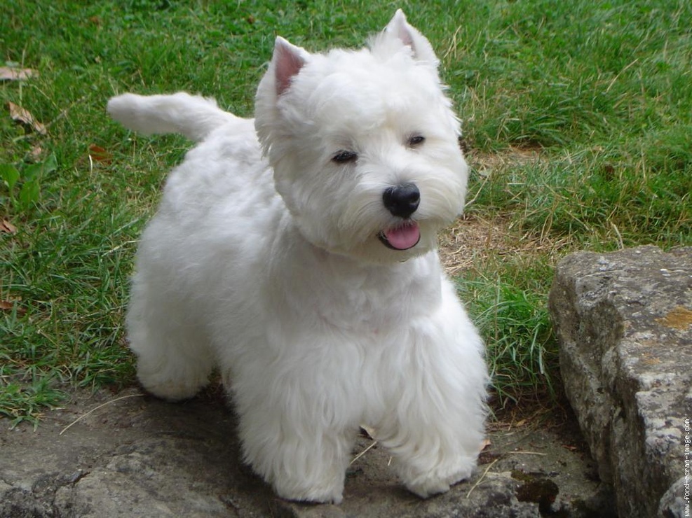 West Highland Terrier