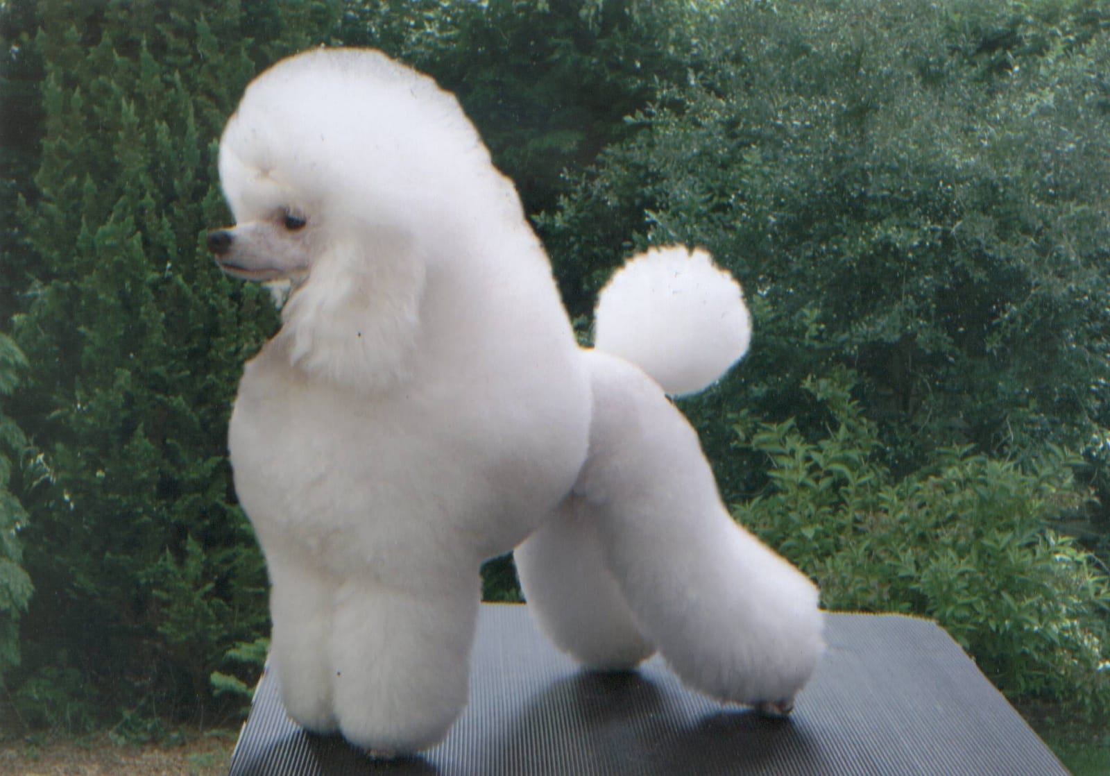 Poodle