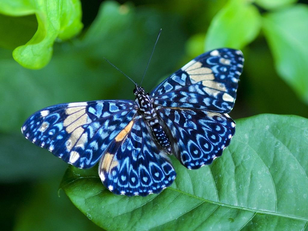 Butterfly Butterfly