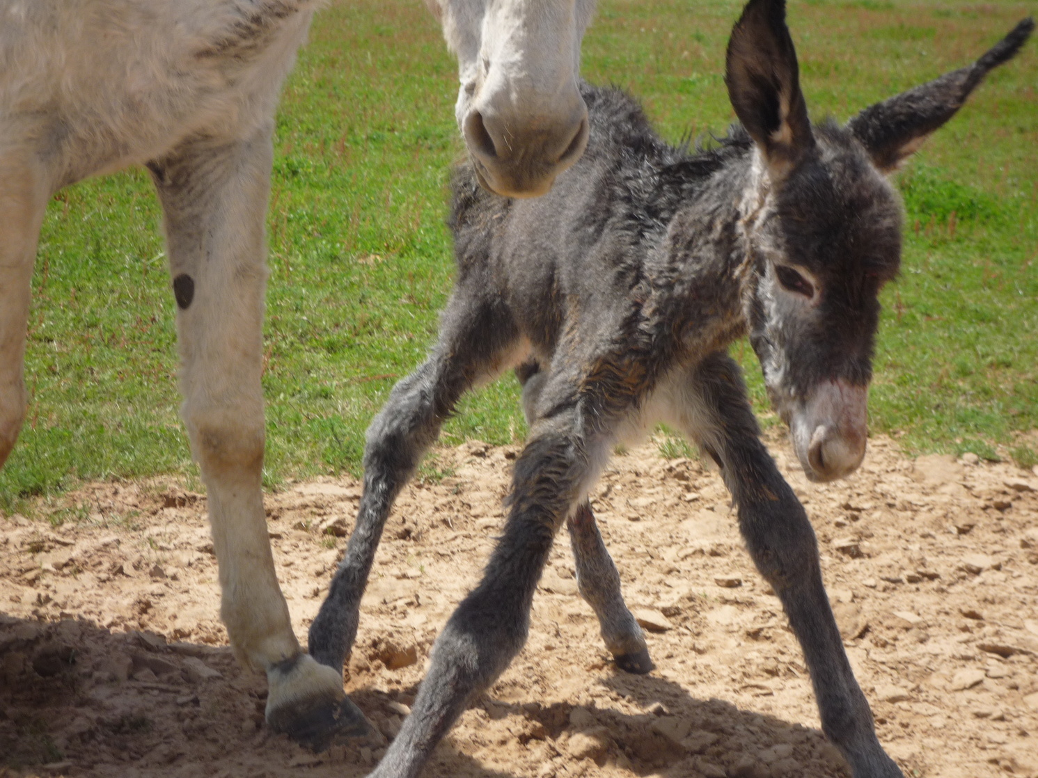 Newborn Donkey Foal with its mother