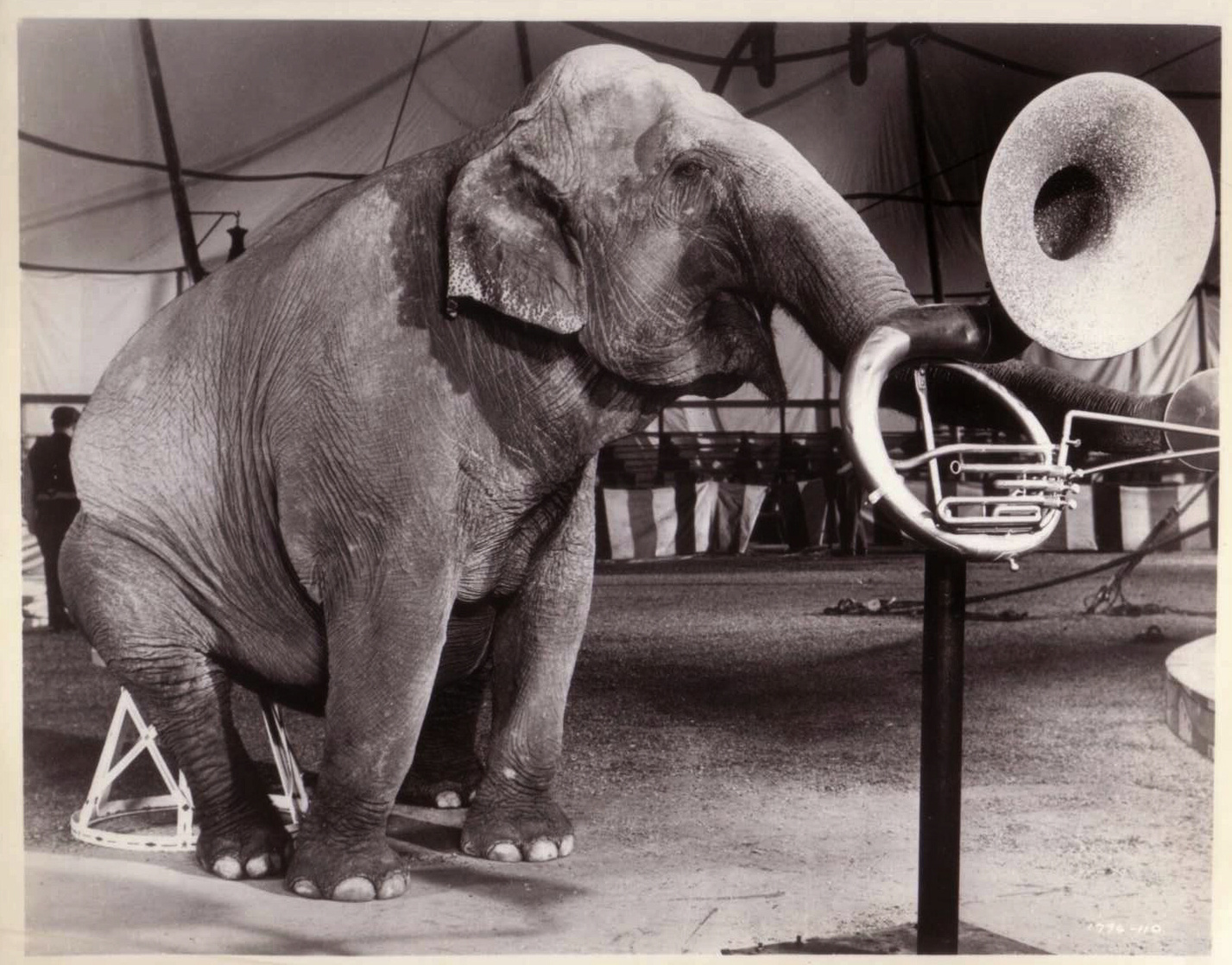 Jumbo Jumbo