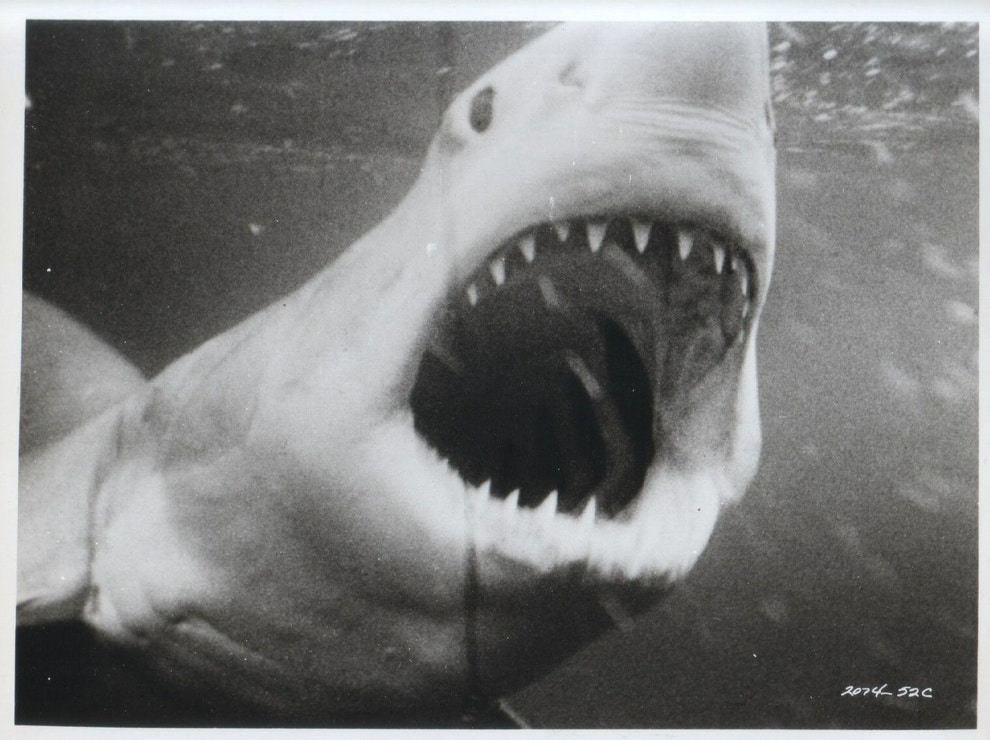 Picture of Jaws