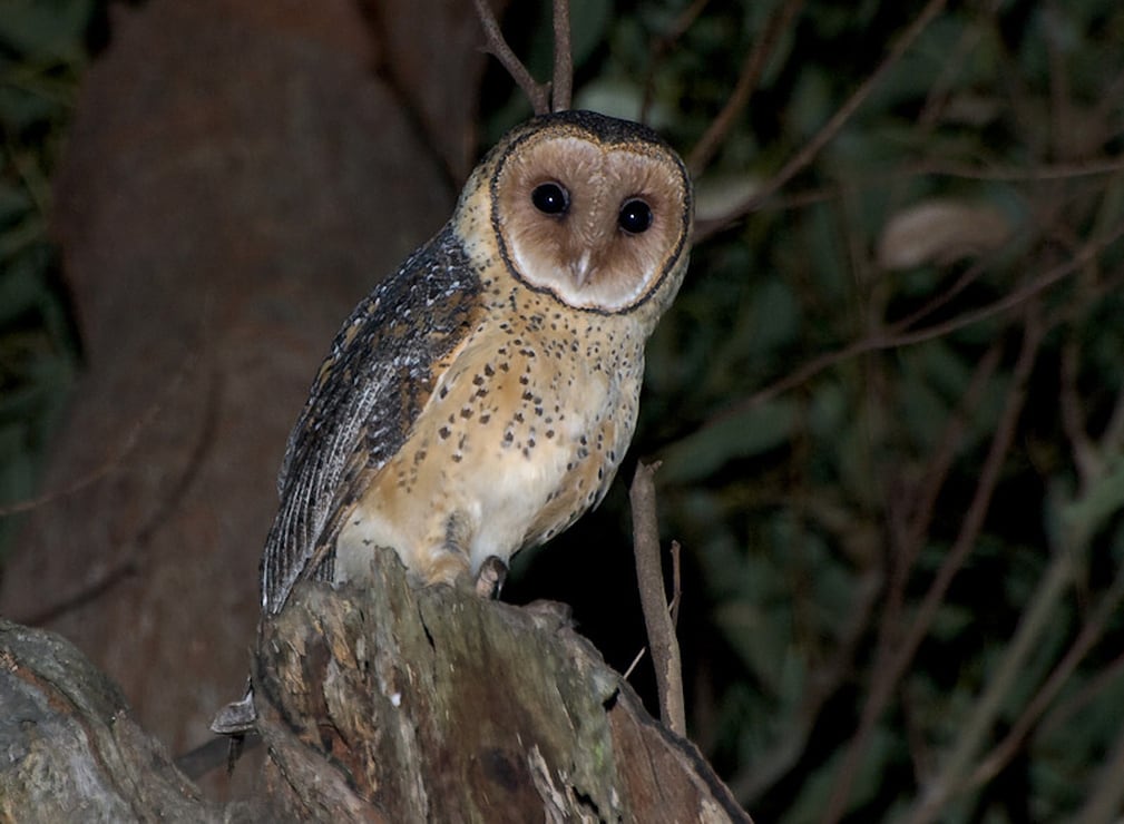 Australian Masked Owl