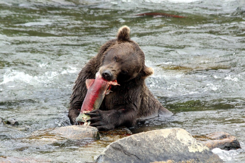Alaska Alaska