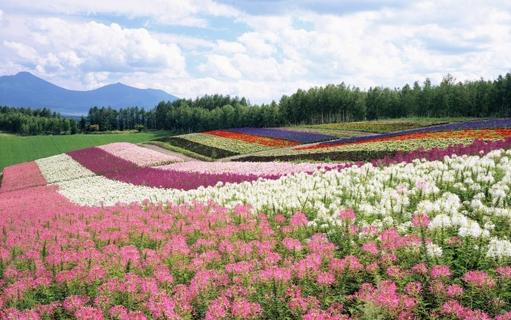 Hokkaido landscape