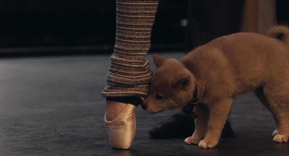 Hachi: A Dog's Tale