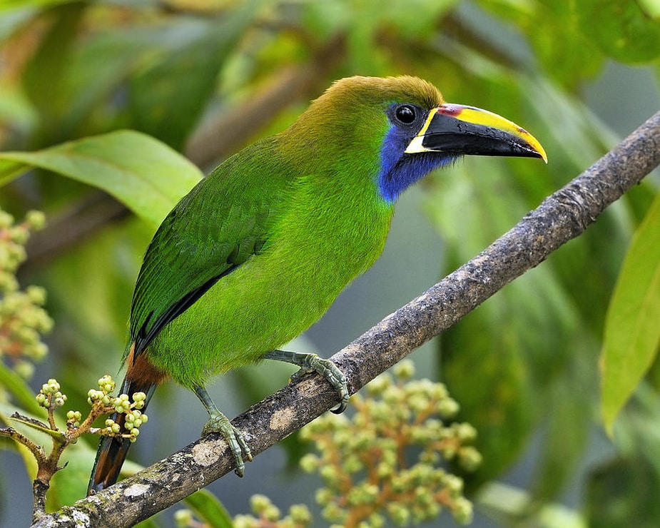 Blue Throated Toucanet