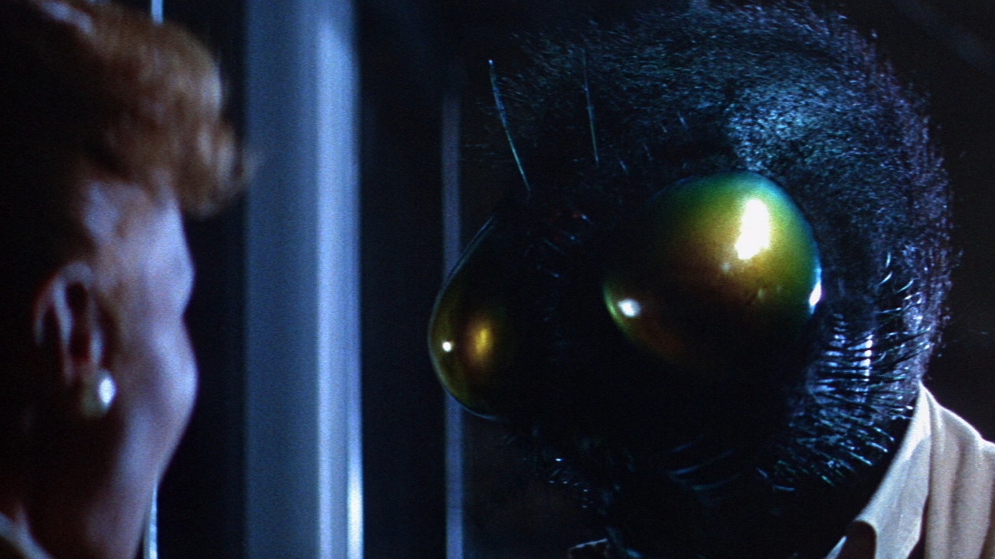 The Fly The Fly