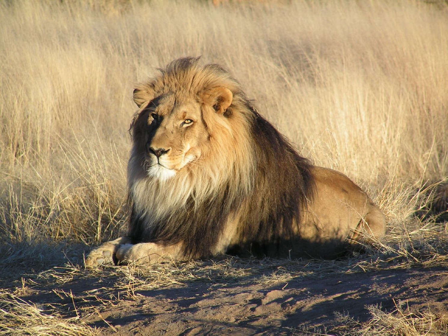 Okonjima