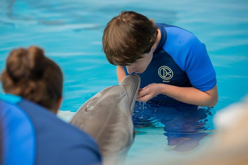 Dolphin Tale 2