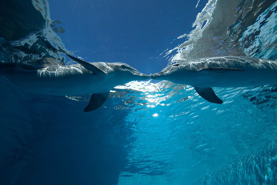 Dolphin Tale 2 Dolphin Tale 2