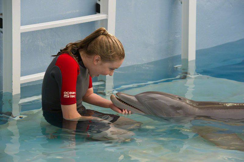 Dolphin Tale 2