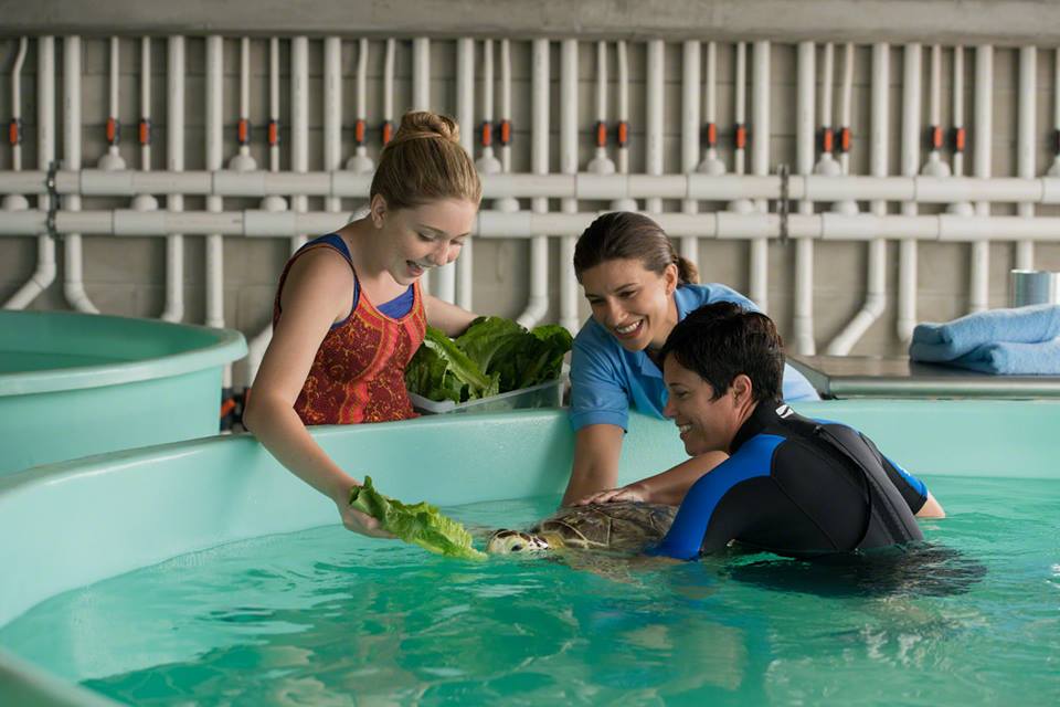 Dolphin Tale 2 Dolphin Tale 2