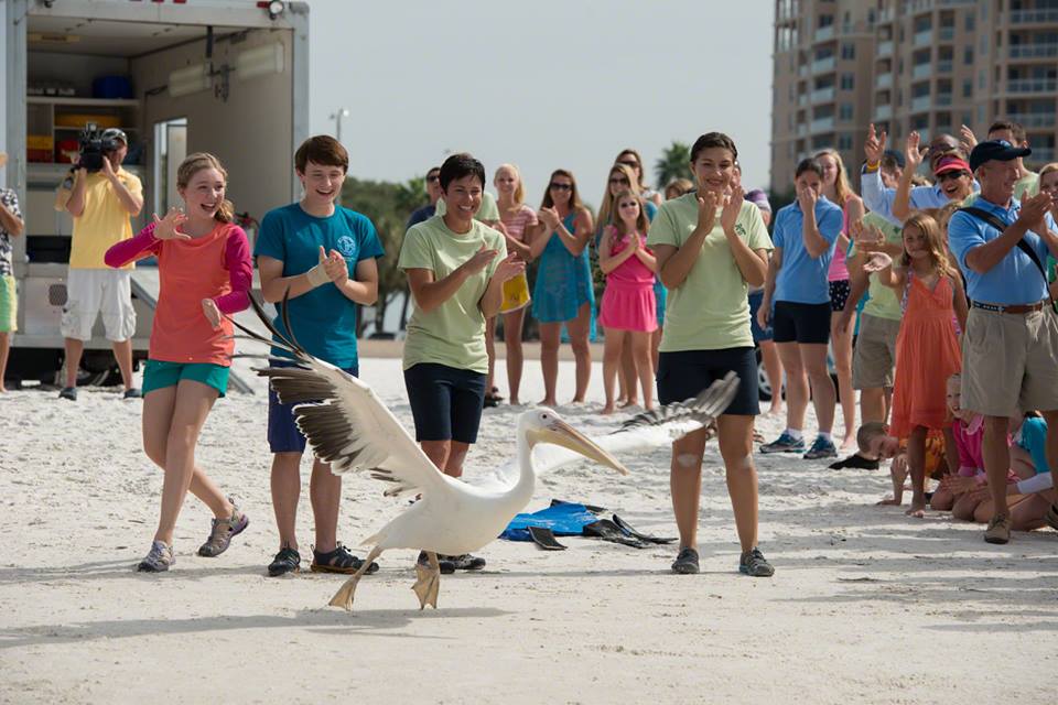 Dolphin Tale 2 Dolphin Tale 2