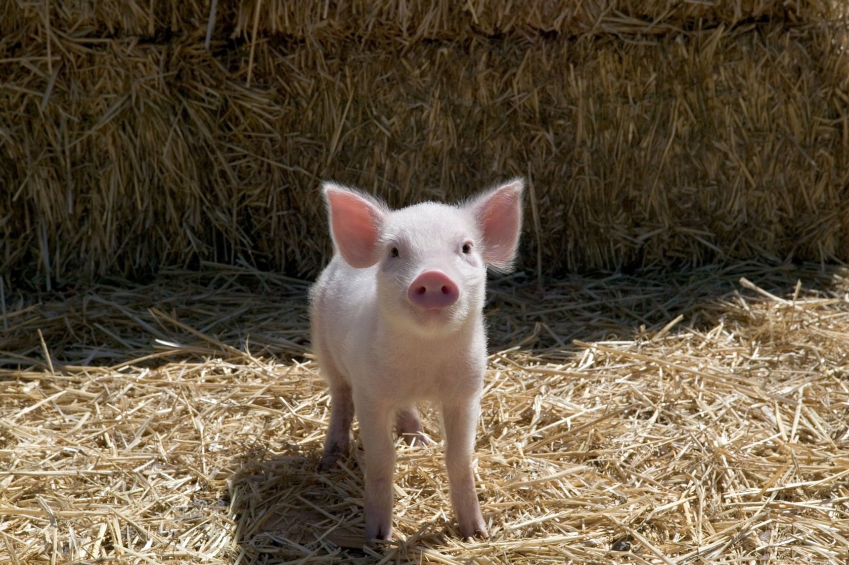 Charlotte's Web