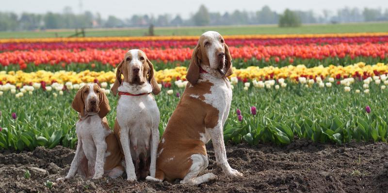 Zuidermeer