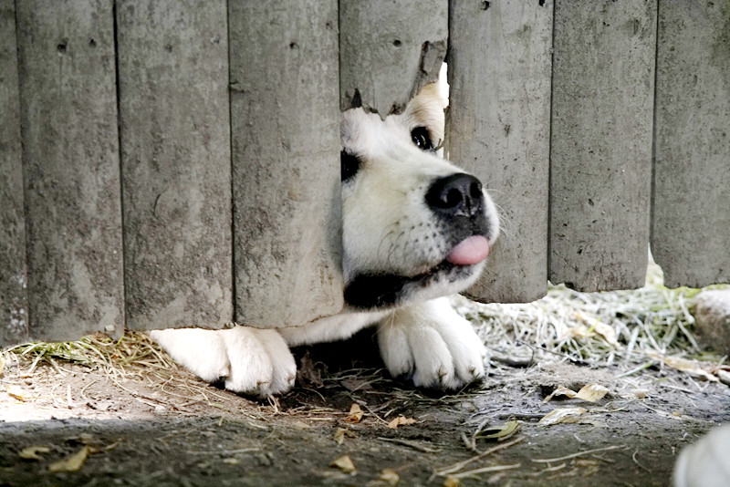 Hachi: A Dog's Tale Hachi: A Dog's Tale