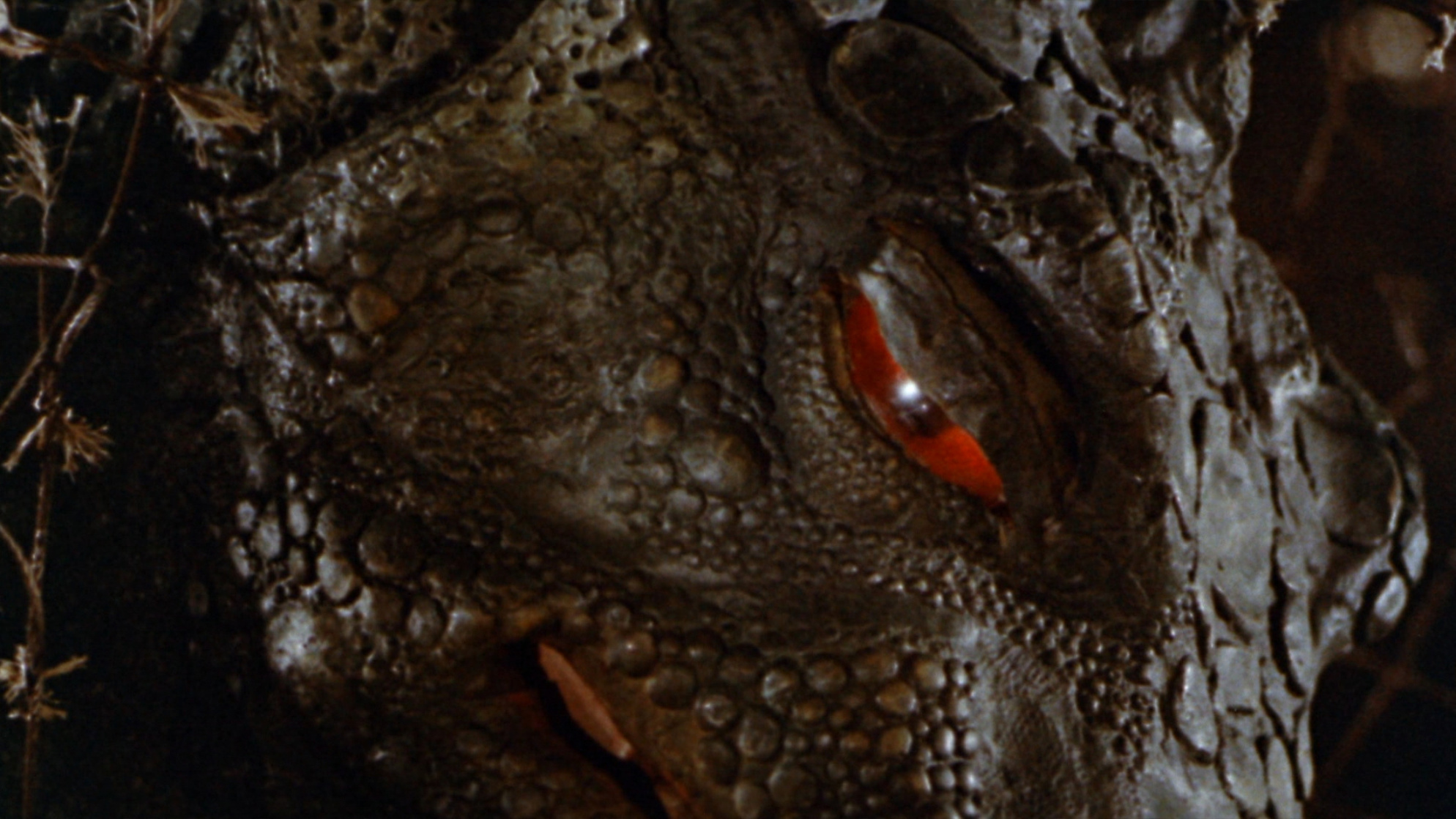 Gorgo Gorgo