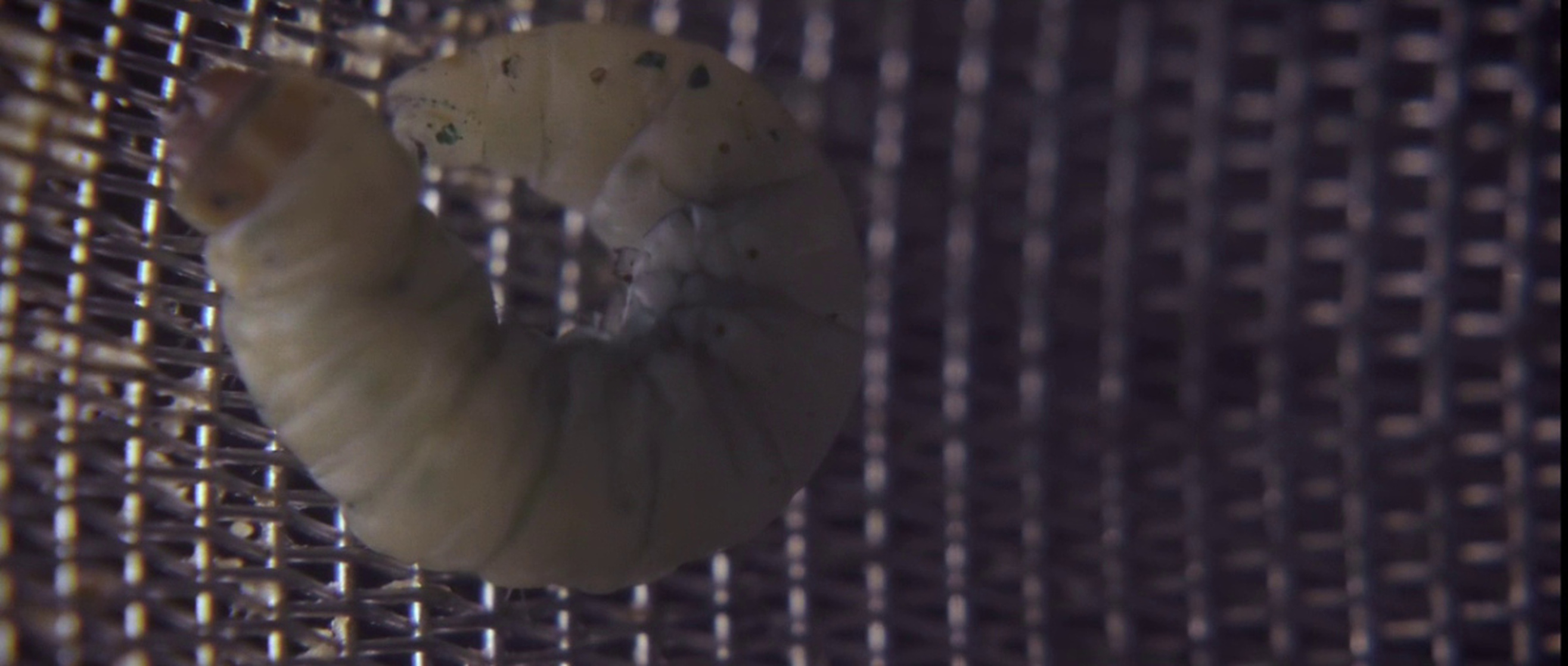 Upstream Color