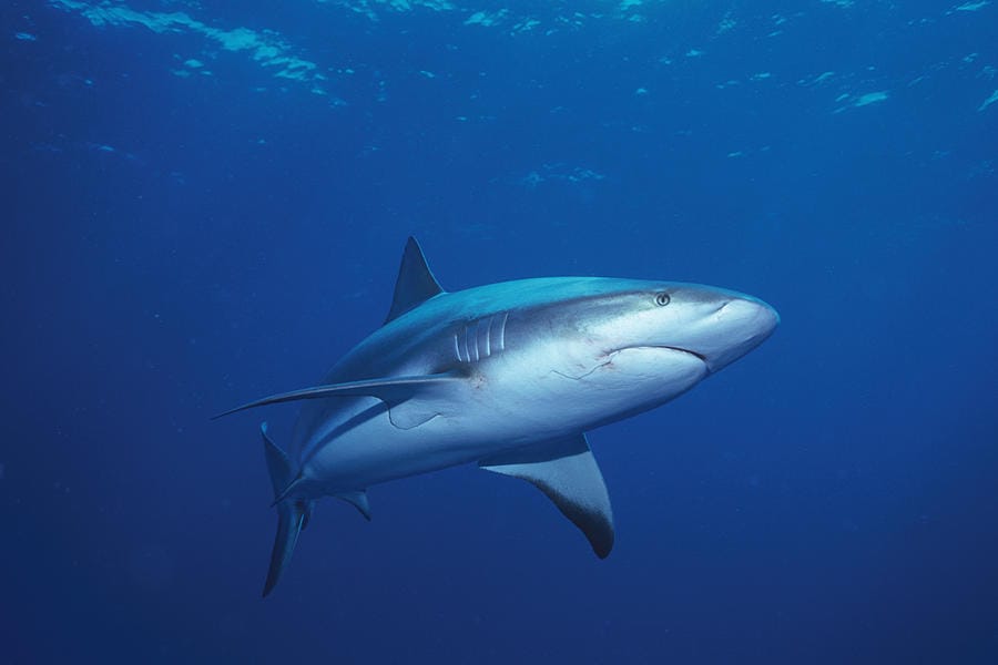 Caribbean Reef Shark