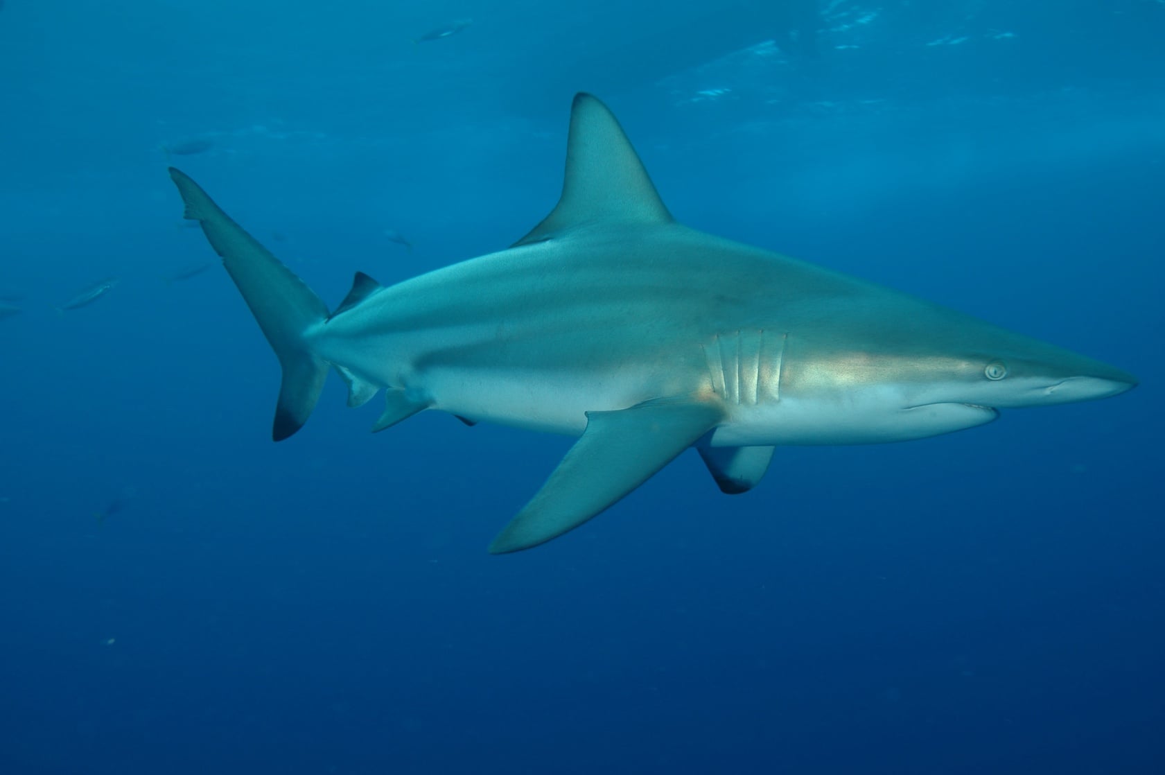 Dusky Shark