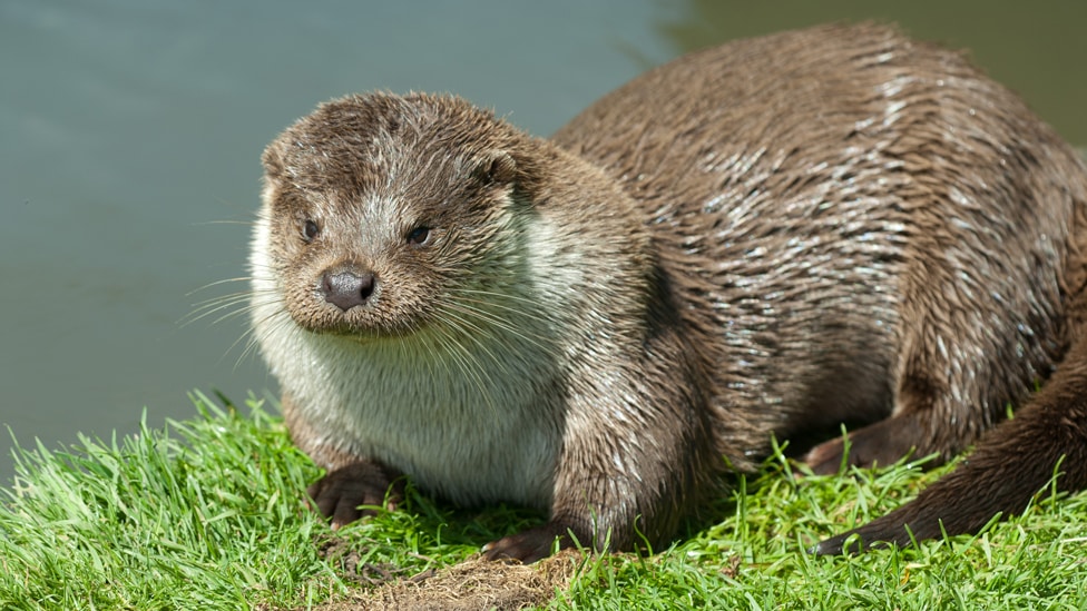 Otter