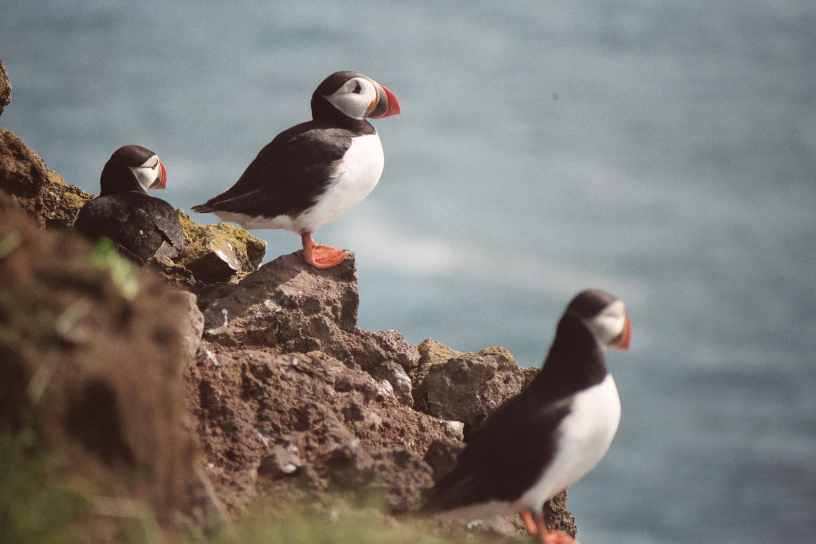 Latrabjarg