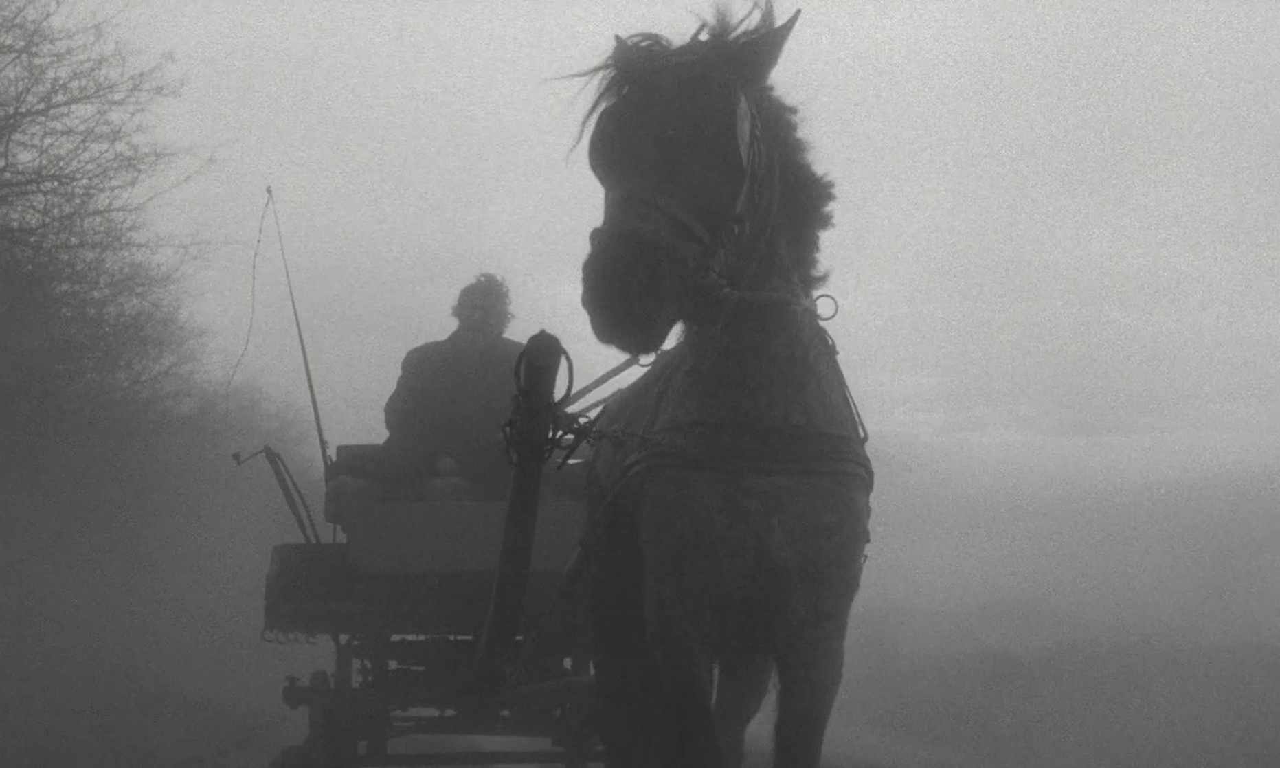 The Turin Horse image