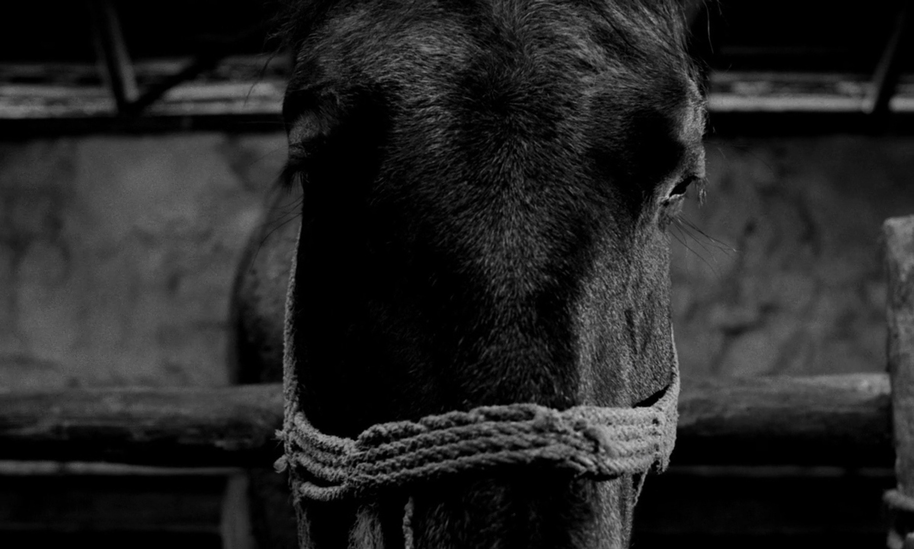 The Turin Horse (2011)