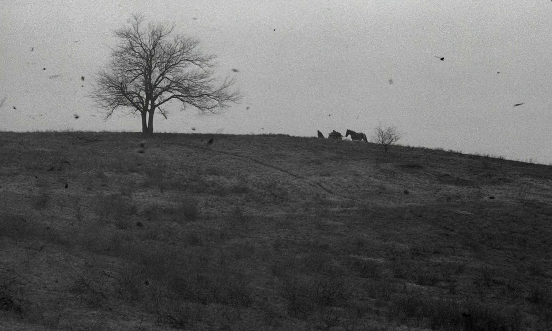 The Turin Horse (2011)