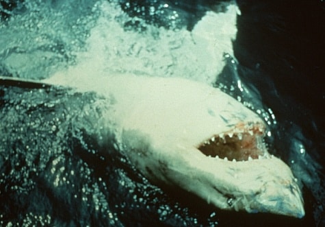 Picture of Jaws (1975)