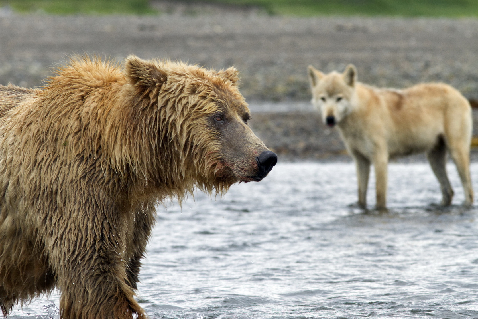 Bears