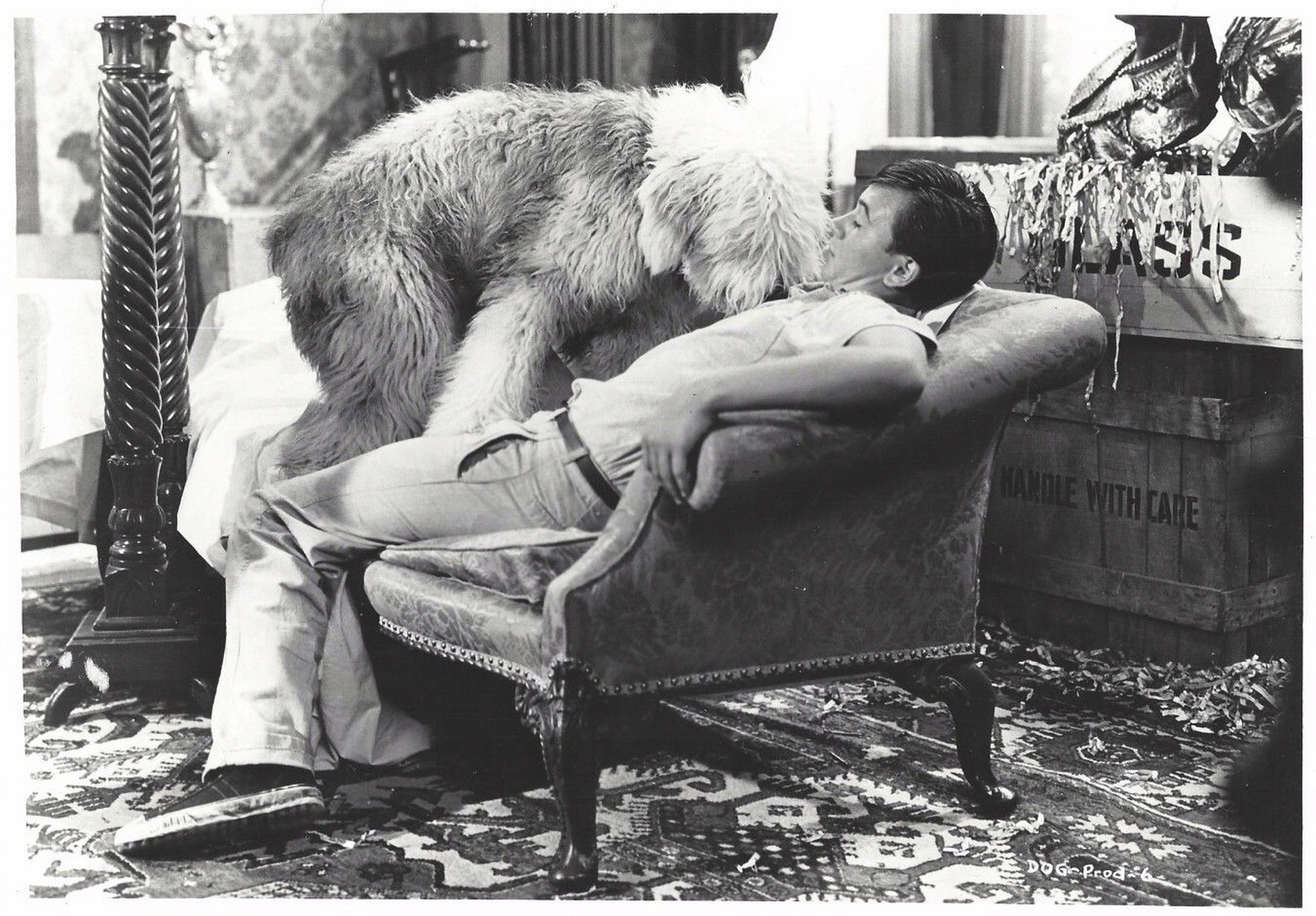 The Shaggy Dog The Shaggy Dog