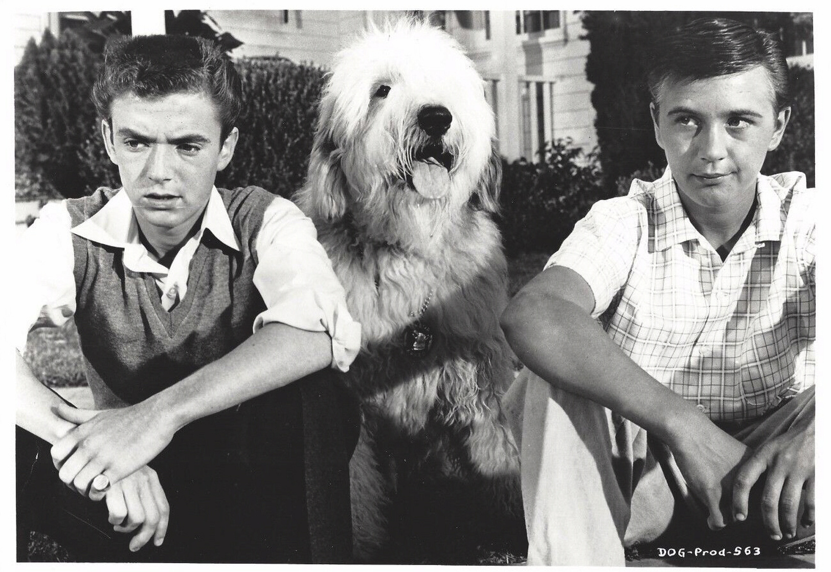 The Shaggy Dog The Shaggy Dog