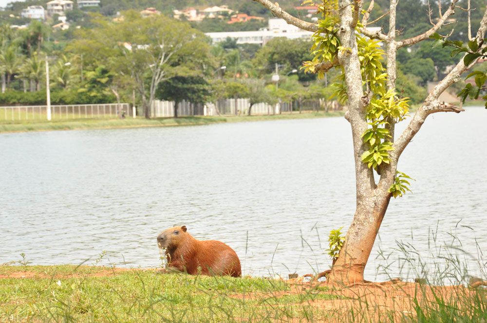 Lagoa Santa