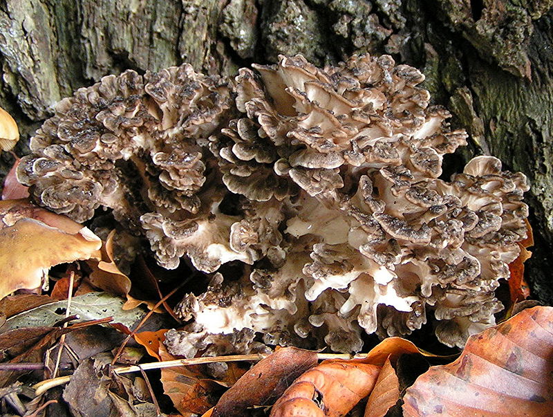 Grifola Frondosa (Hen-of-the-Woods, Ram's Head, Sheep's Head, Maitake, Signorina Mushroom)