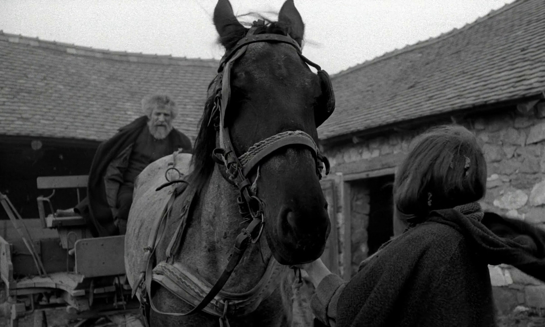 Picture of The Turin Horse (2011)