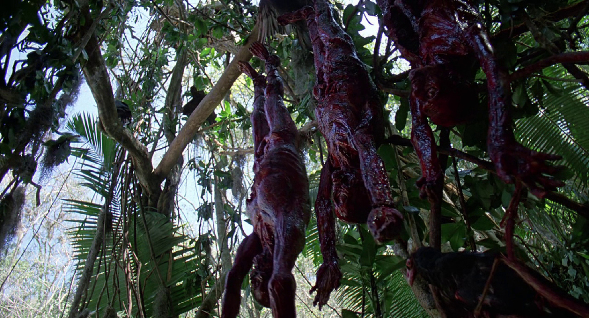 Predator