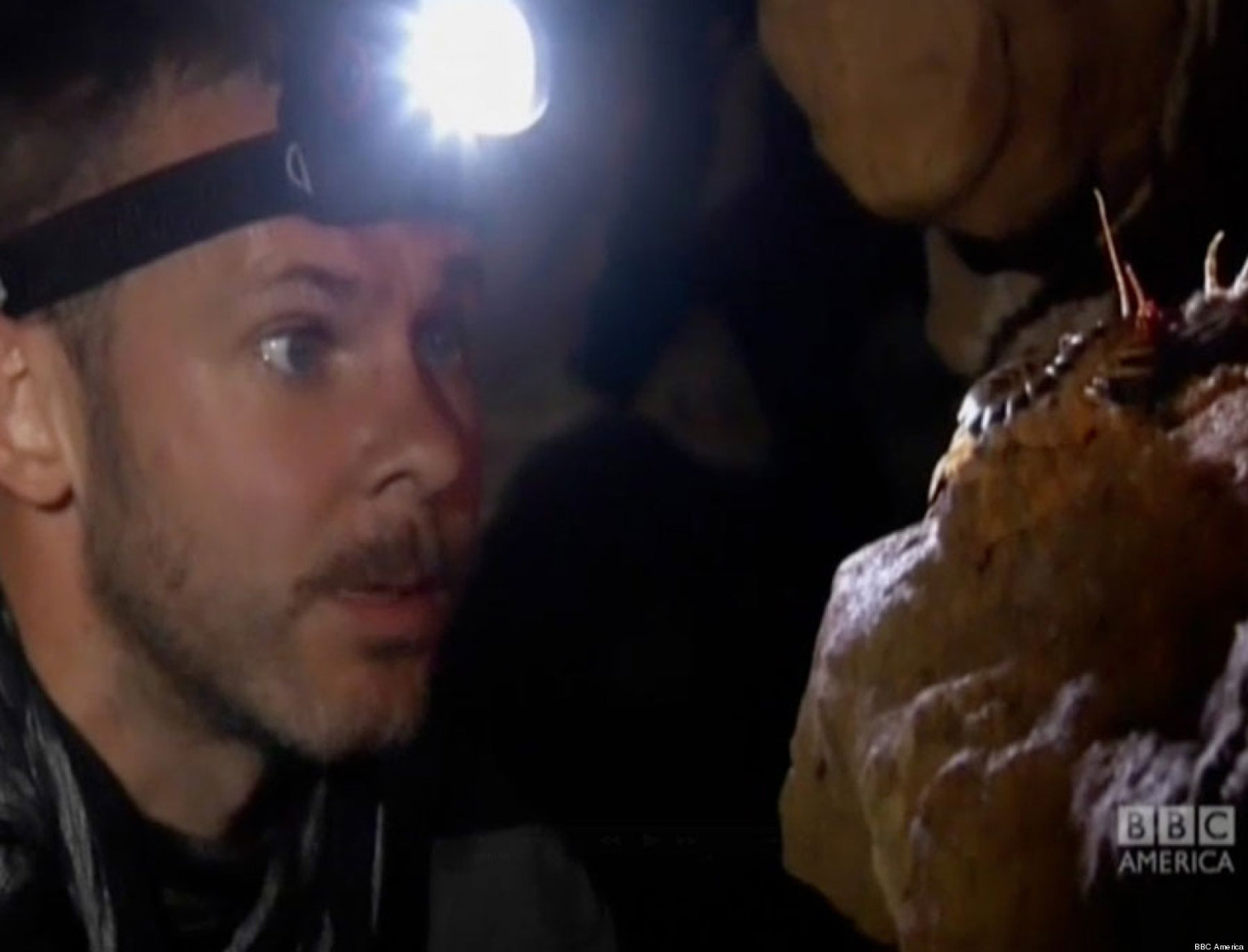 Wild Things With Dominic Monaghan