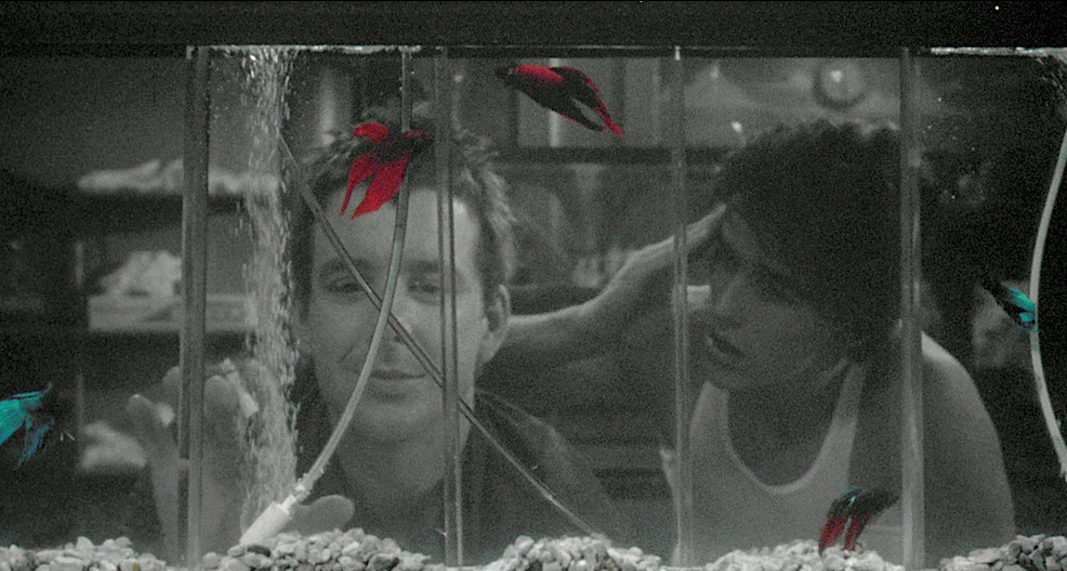 Rumble Fish (1983) Rumble Fish (1983)