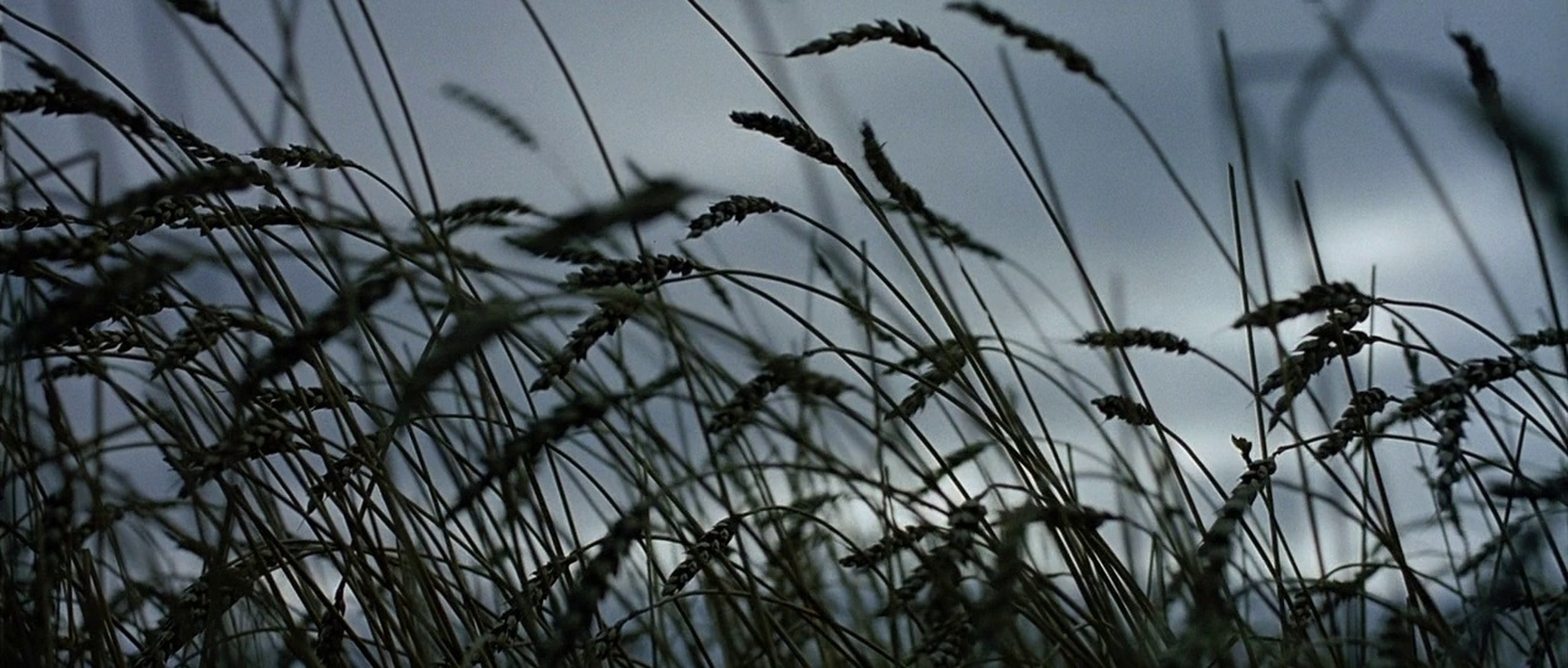 Capote (2005)